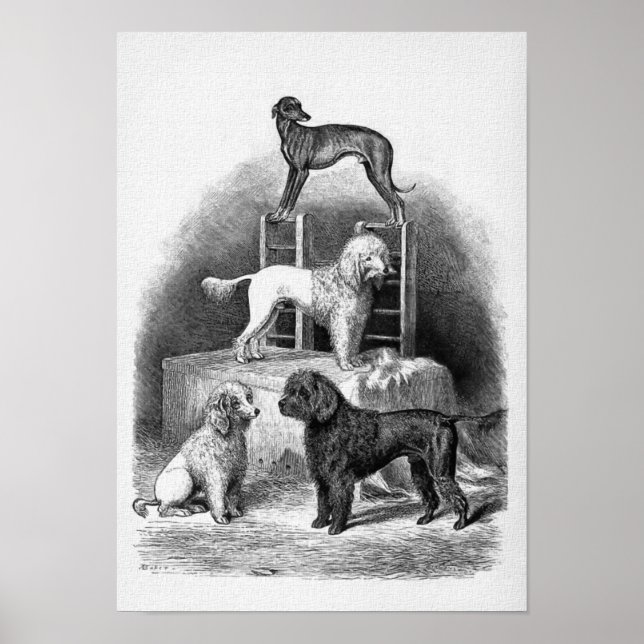 Poster "Poodles and a Whippet" (Frente)