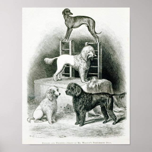 Pôster Poodles and Whippet - Grupo do Sr. Walton (Frente)