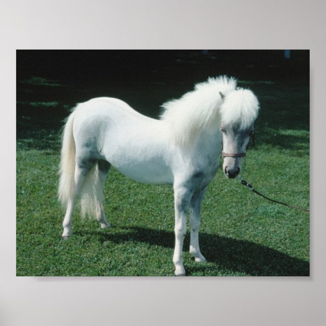 Pôster Poofy White Pony (Frente)