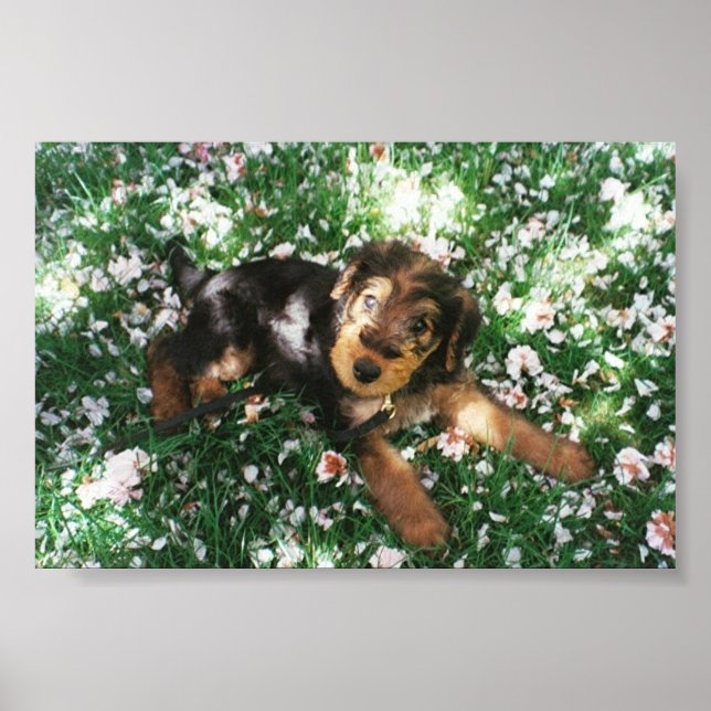 Poster Pop-de-Airedale no campo de flores (Frente)