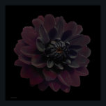 Poster Pop Floral moderna Arte Negra Dahlia Flor em Preto<br><div class="desc">Linda e profunda flor da dália negra roxa de veludo roxa de veludo nesta legal e moderna impressão de arte floral de uma fotografia de Paul Stickland. Uma flor gótica em um fundo quadrado de pop de arte preto. Adoro dálias e cresço muito no nosso jardim, há algo muito especial...</div>