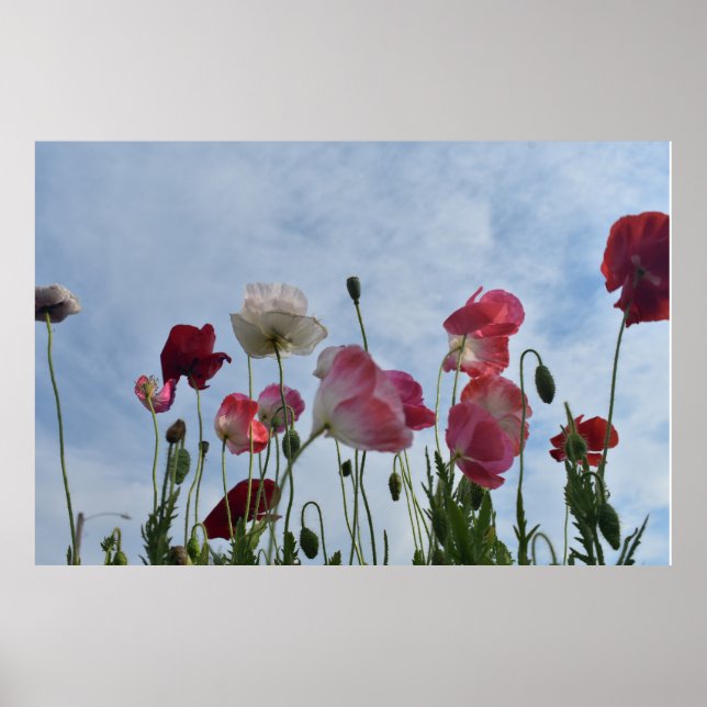 Poster Poppies (Frente)