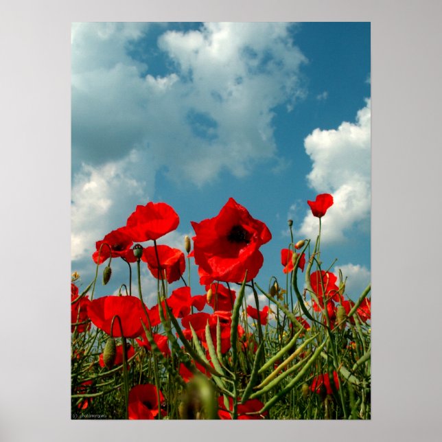 Poster Poppies (Frente)