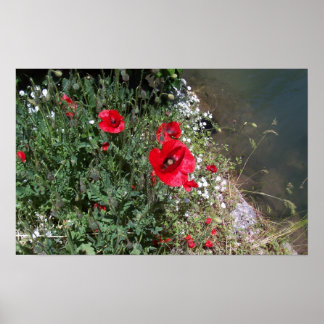 Poster Poppies