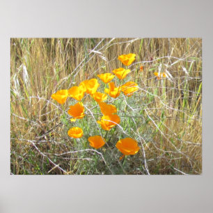 Poster - Poppies da Califórnia