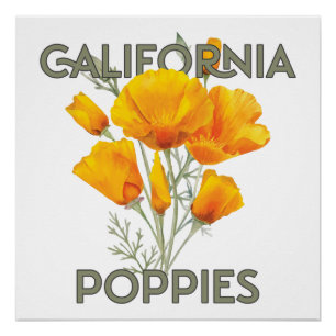 Pôster Poppies da Califórnia