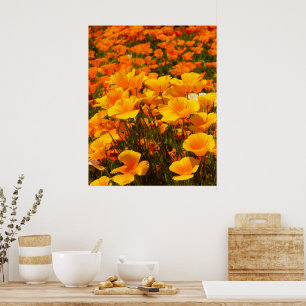 Poster Poppies da Califórnia   Beleza da Primavera