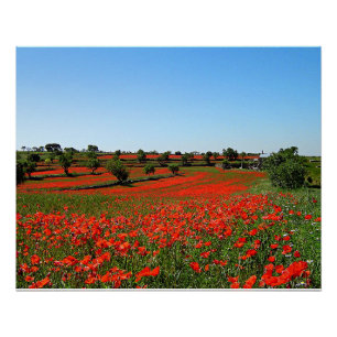 Pôster Poppies em Bloom