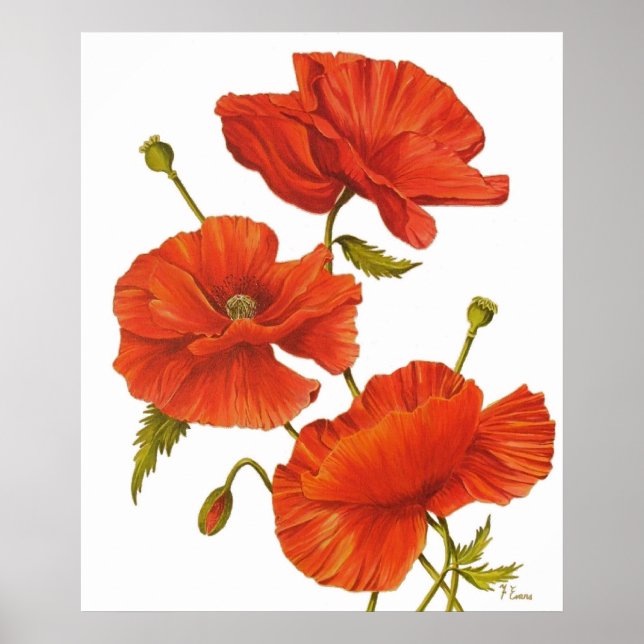 Poster - Poppies em branco (Frente)