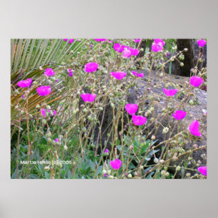 Pôster Poppies Rosa