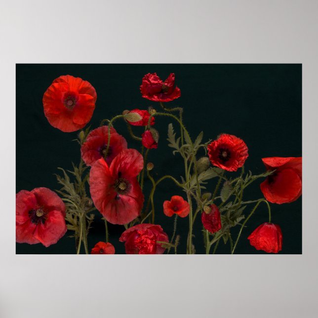 Poster Poppies Vermelhos em Preto (Frente)