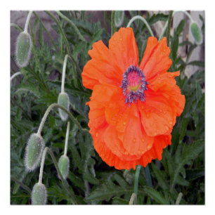 Pôster Poppy chinês... .