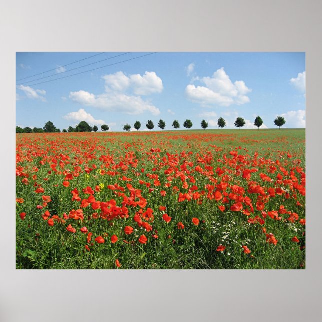 Poster Poppy Field (Frente)