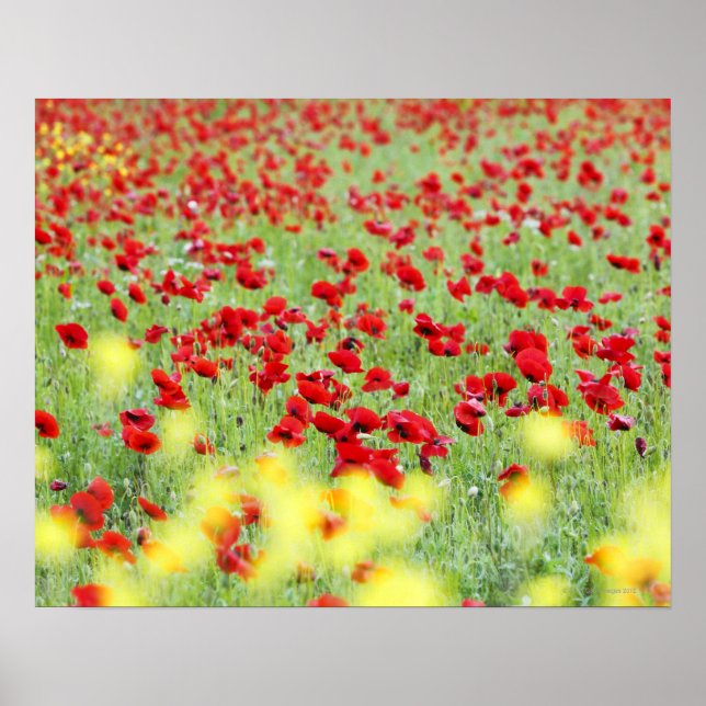 Pôster Poppy Field, Siena, Itália (Frente)