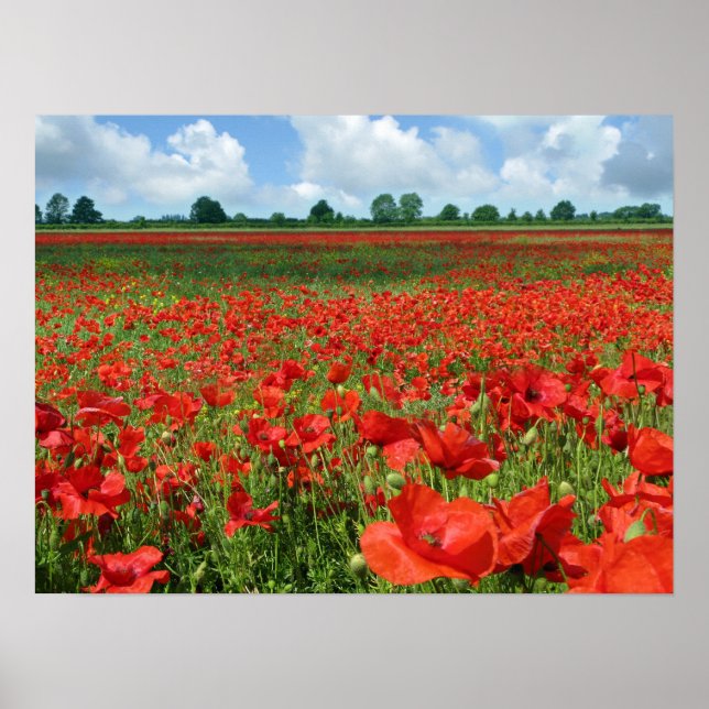 Poster Poppy Fields (Frente)