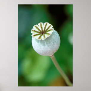 Pôster Poppy Flower Head Seed, Western Cape