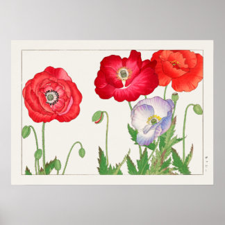 Poster Poppy Flowers, Red and Purple, por Tanigami Konan,