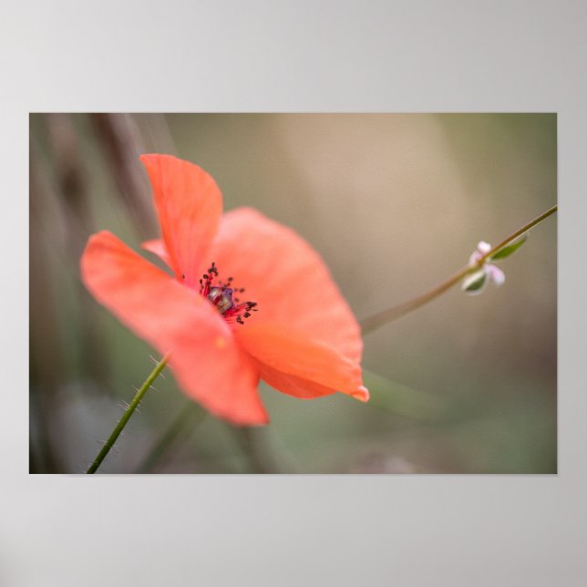 Poster Poppy Nature Photo (Frente)