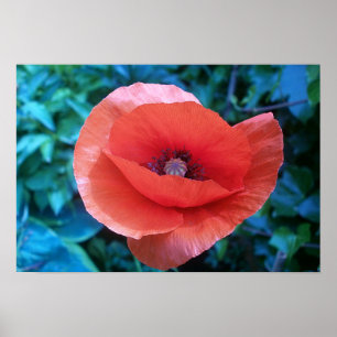 Pôster Poppy. vermelho