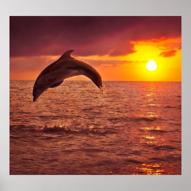 Poster Pôr do sol com golfinhos: belo cenário. (Frente)
