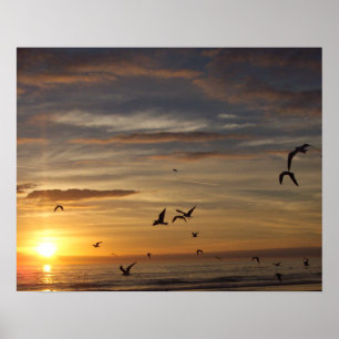Pôster Por do sol da praia de Florida com pássaros