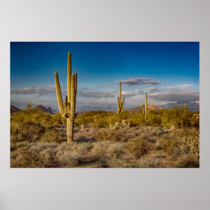 Poster Por do sol do cacto na arizona