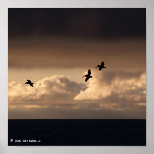 Pôster Por do sol do pelicano