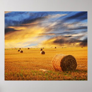 Pôster Por do sol dourado sobre o campo de fazenda