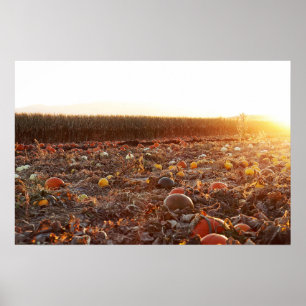 Poster Pôr do Sol no Campo de Abóbora C