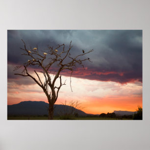 Pôster Pôr do sol no pântano de Kandheri com colhereiros