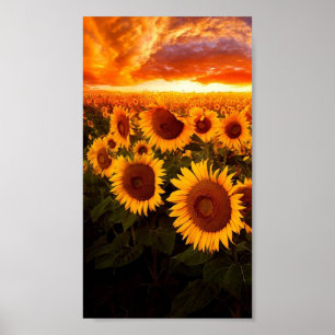 Poster Por do sol sobre girassóis