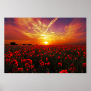 Poster Por do sol vermelho bonito do campo de flor da