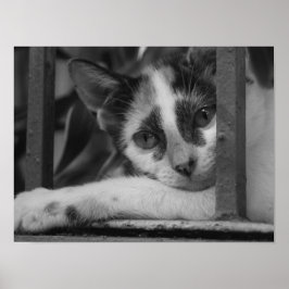 Poster Por favor Kitty