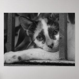 Poster Por favor Kitty