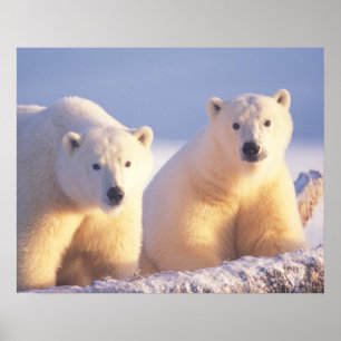 Poster Porca do urso polar com o filhote em um gelo de