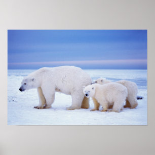 Poster Porca do urso polar com os filhotes no gelo de