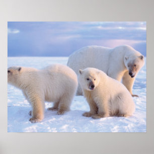 Poster Porcas de urso polar com filhotes em conjunto com 