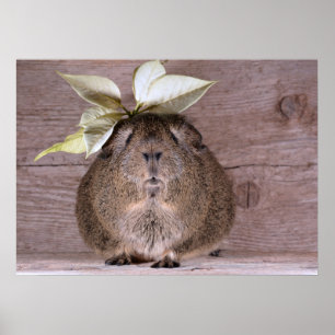 Poster porco