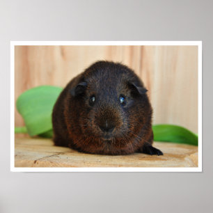 Poster Porco Agouti Guiné Dourado