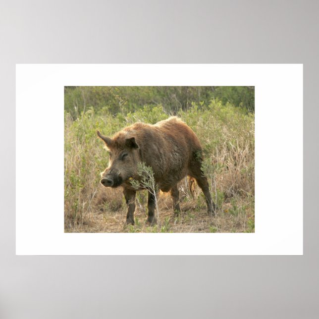 Pôster Porco castanho. (Frente)