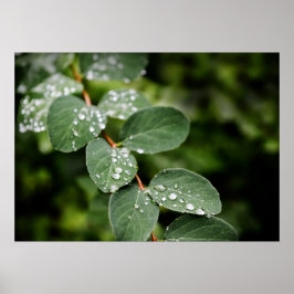 Poster Porco da manhã no jardim