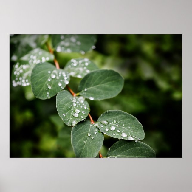 Poster Porco da manhã no jardim (Frente)