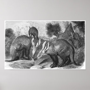 Poster Porco-da-terra - carteira do afer do Orycteropus