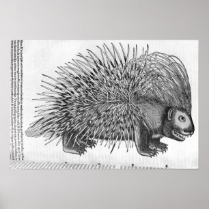 Pôster Porco-, 'de Historia Animalium