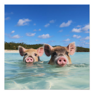 Pôster Porco Nadador Fofo Exuma Bahamas