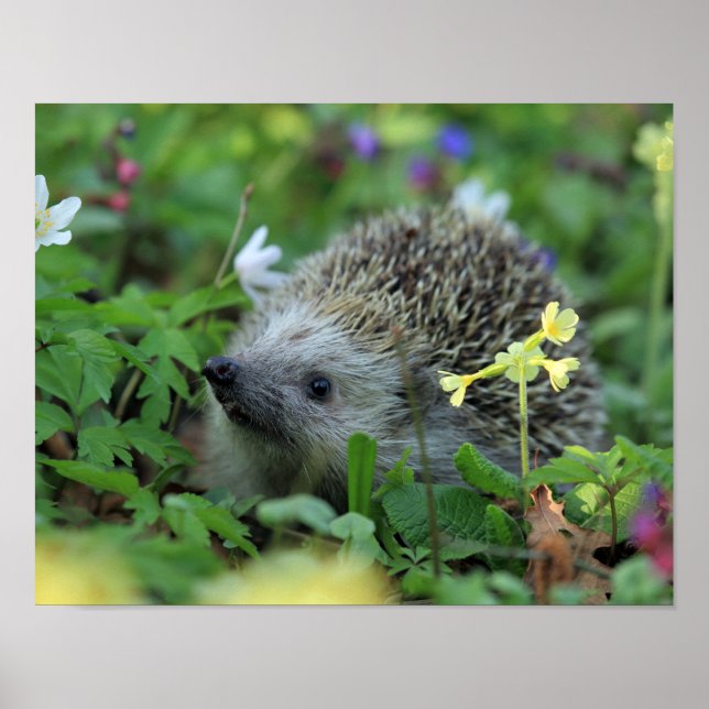 Poster Porco nas Flores de Woodland (Frente)