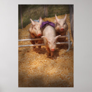 Pôster Porco - obtendo obstáculos passados