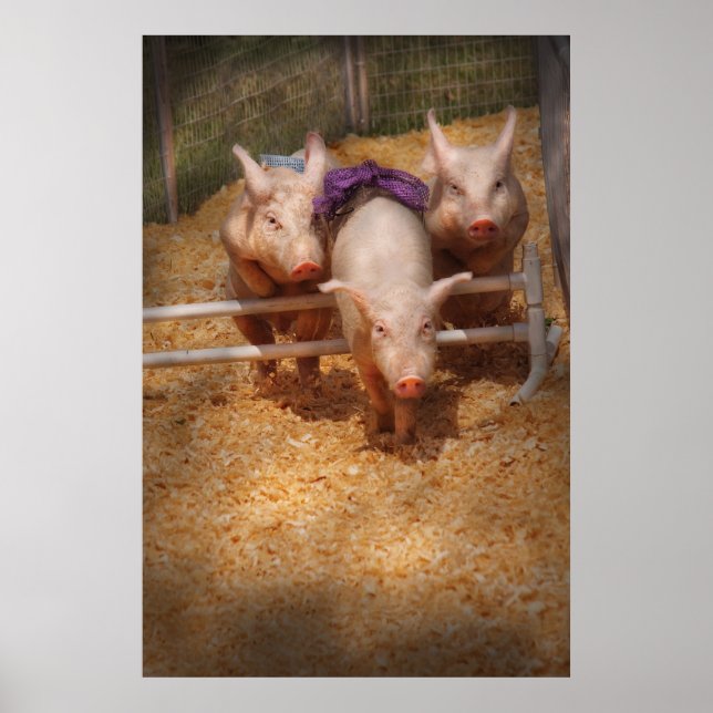 Pôster Porco - Passando os obstáculos (Frente)