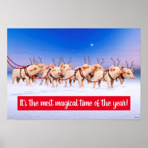 Poster Porcos de Reindeer