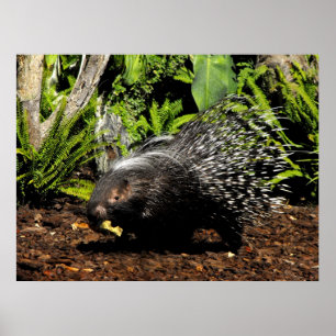 Pôster Porcupina alimentando